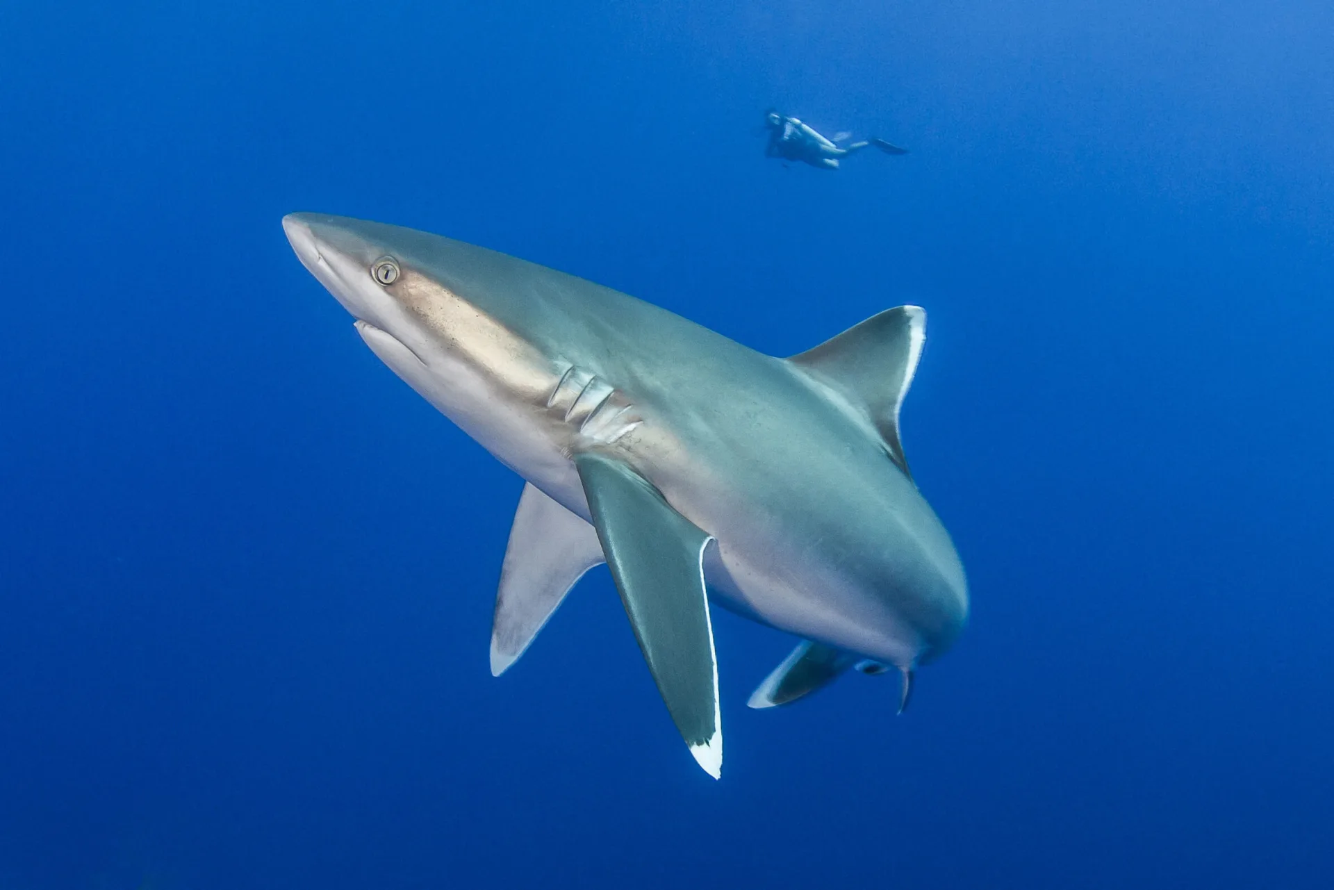 Nager Avec Les Requins Tahiti Tourisme