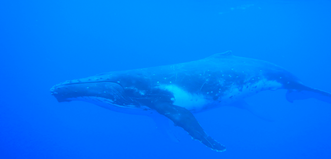 https://tahititourisme.com.br/wp-content/uploads/2018/03/mooreaactivitiescenterwhaleswatching_1140x5502-min.png