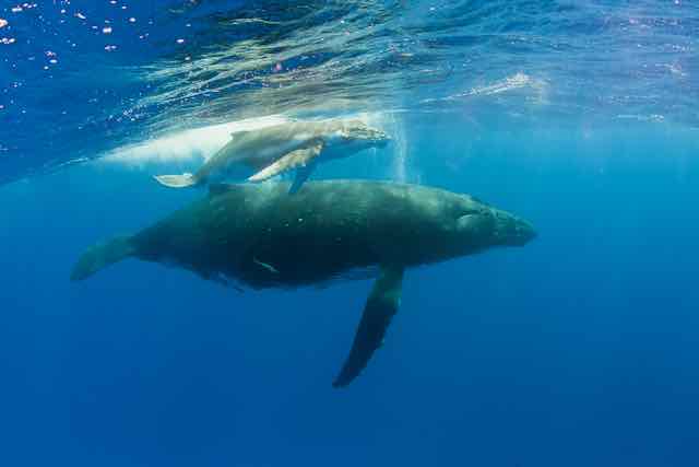 https://tahititourisme.com.br/wp-content/uploads/2019/04/Bora-Bora-Humpback-Whales.jpeg
